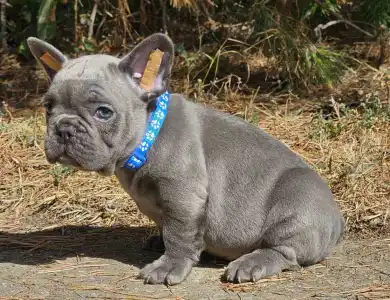 French Bulldog - Sam Silver Blue