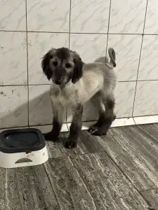 Afghan Hound - Xanum