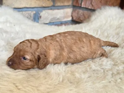 Cavapoo - Nina