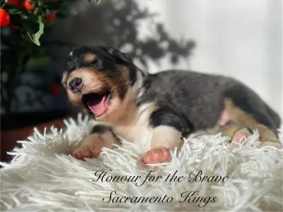 Австралийская овчарка - Honour For The Brave Sacramento Kings