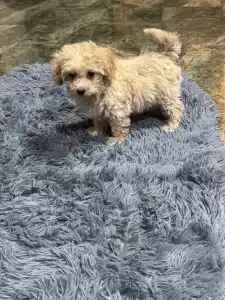 Maltipoo - Alex