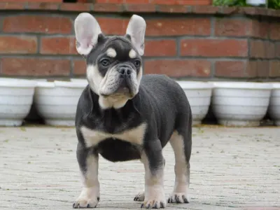 French Bulldog - Spot