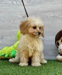 Cavapoo - Ecco ( Toy Size )