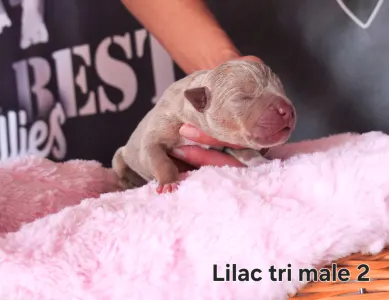 American Bully - XL - Lilac Tricolor Pes 2