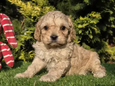 Cavapoo - Floop
