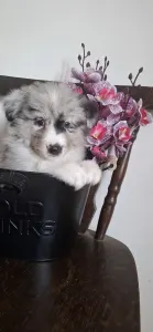 Border Collie - Erin
