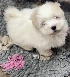 Coton de Tulear - Bono