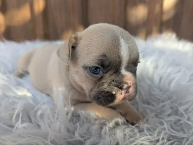 Bulldog francese - Gina