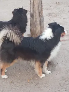 Ausztrál juhászkutya - Dailos Cadbury