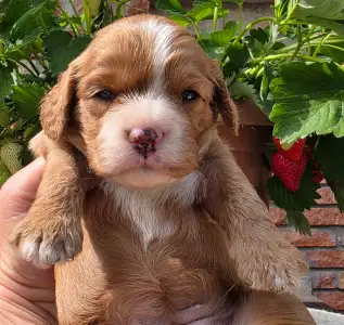 Cavapoo - Málna