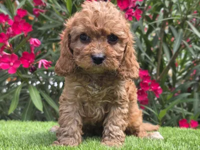 Cavapoo - Jonny