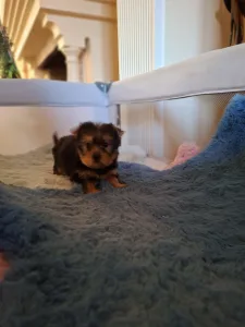 Yorkshire Terrier - Yorkshire Toy M