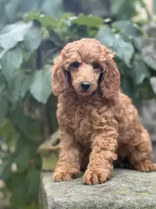 Caniche Moyen - Biscuit