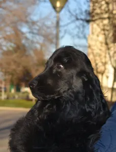 English Cocker Spaniel - Follow Me Little Zidane 