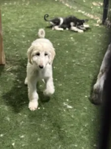 Afghan Hound - Yahya
