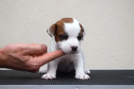 Jack Russell Terrier - Gold Leash Yuki