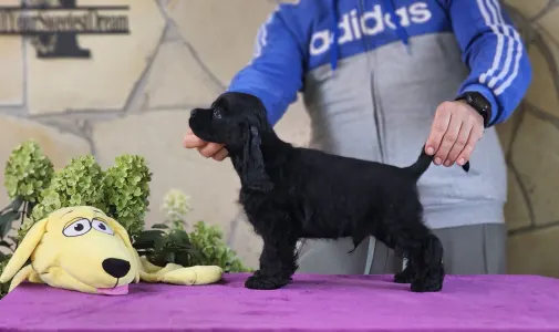 Amerikai cocker spániel - Hendrix Of Your Sweetest Dream