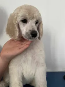 Caniche Grand - Szürke