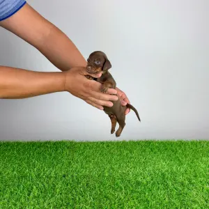 Dachshund - Cubby