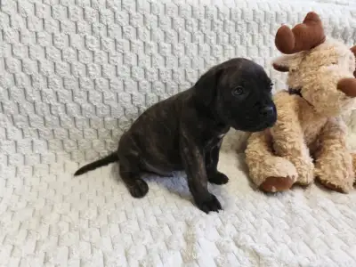 Cane Corso - Forza Di Diavolo Enzo