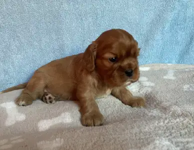 Cavalier King Charles Spaniel - Rowley