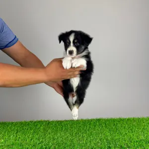 Australian Shepherd - Vox