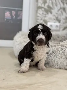 Španělský vodní pes - El  Dorado 