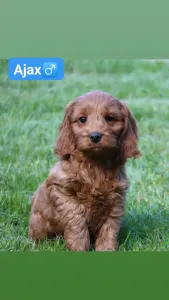 Cockapoo - Ajax