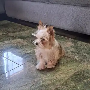 Biewer Terrier - Dexter