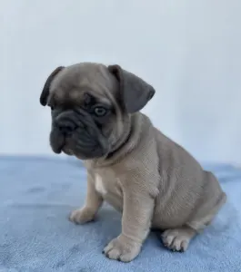 Francia bulldog - Rain