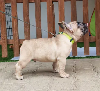 Bouledogue français - Elmo