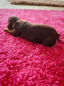 Dachshund - Babi