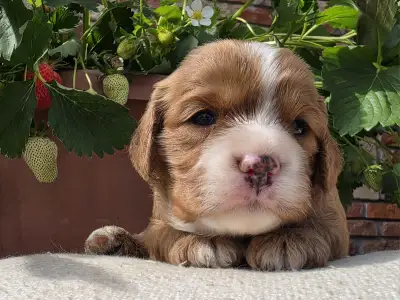 Cavapoo - Málna
