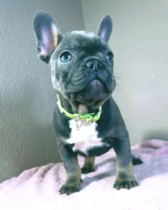 Francia bulldog - Logan