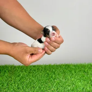 Biewer Terrier - Fambey