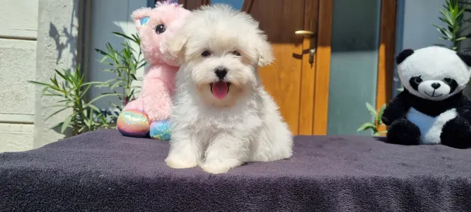 Maltipoo - Kókusz