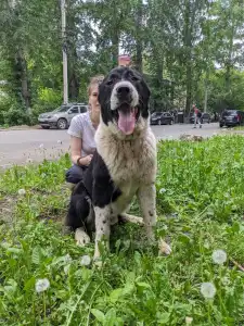 Cane da pastore dell'Asia centrale - Gaplan Iz Zamka Larisi