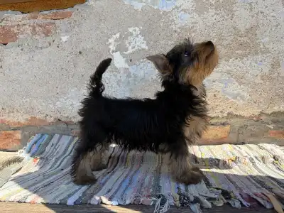 Terrier australien à poil soyeux - Dirké