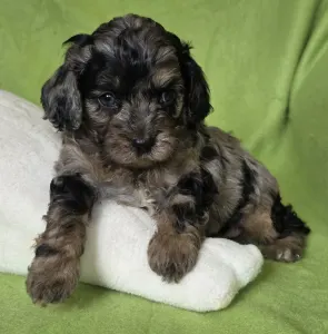 Cavapoo - Max