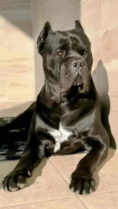 Cane Corso Italiano - Scudo Divino Best Vito