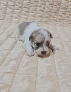 Coton de Tulear - Toby
