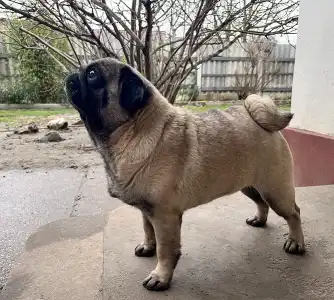 Mopsz - Cauda Anularis Phinja