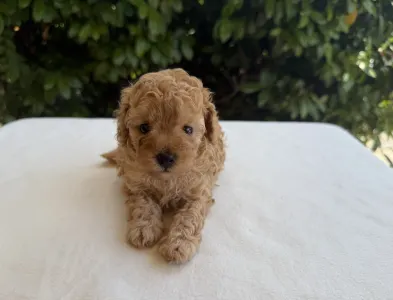 Caniche Nain - Isla