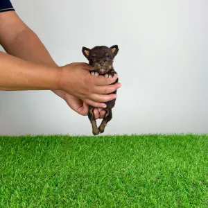 Yorkshire Terrier - Chearly
