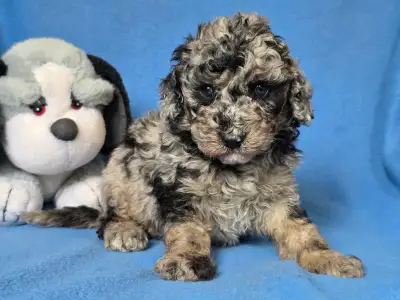 Cavapoo - Moon
