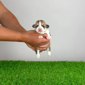 Pembroke Welsh Corgi - Ammi
