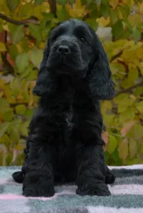 Angol Cocker spániel - Demona