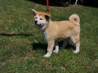 Akita Inu - Izumi Yanagi No Tani