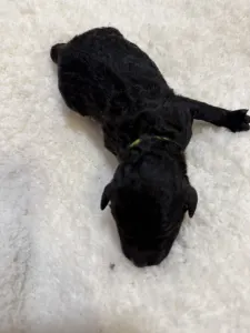 Poodle Standard - Blacky Boy