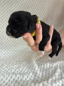 Portugalský vodní pes - Bingo